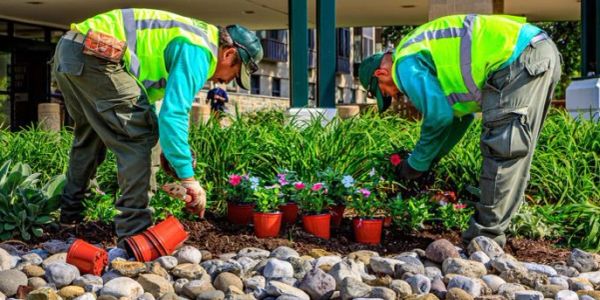Landscapers working on garden details